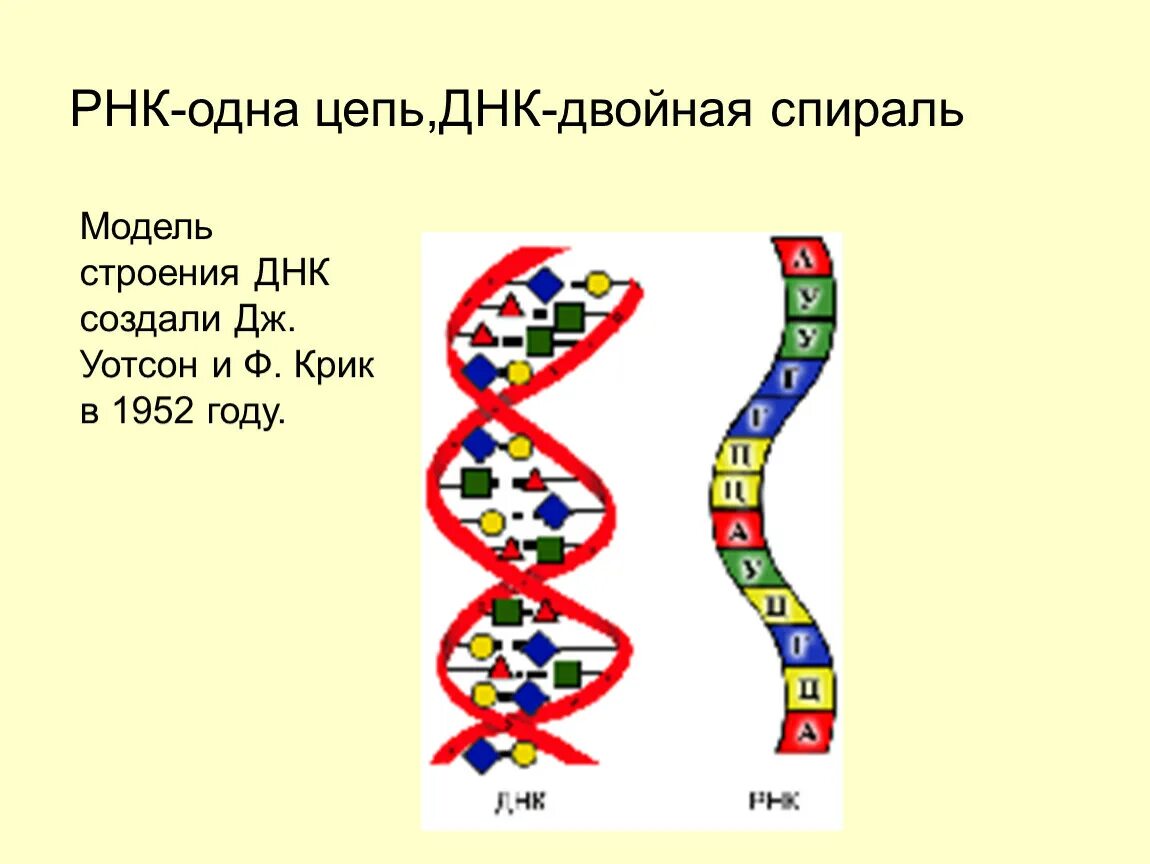 Двойная спираль РНК. Цепочка РНК. ДНК И РНК. Цепь ДНК.