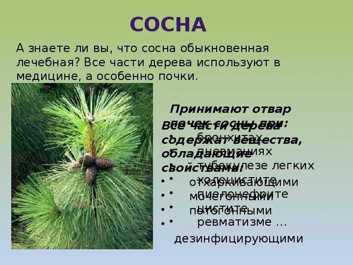 Польза хвойных. Сосна описание. Характеристика сосны. Краткая характеристика сосны. Сосна обыкновенная описание.