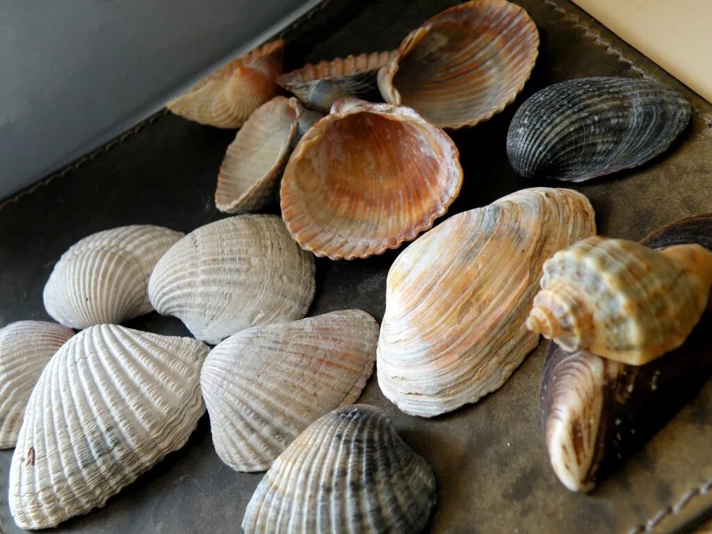 Серая ракушка. Морские воспоминания. Ракушки океанические. Ракушка закрытая. Ракушка серая.