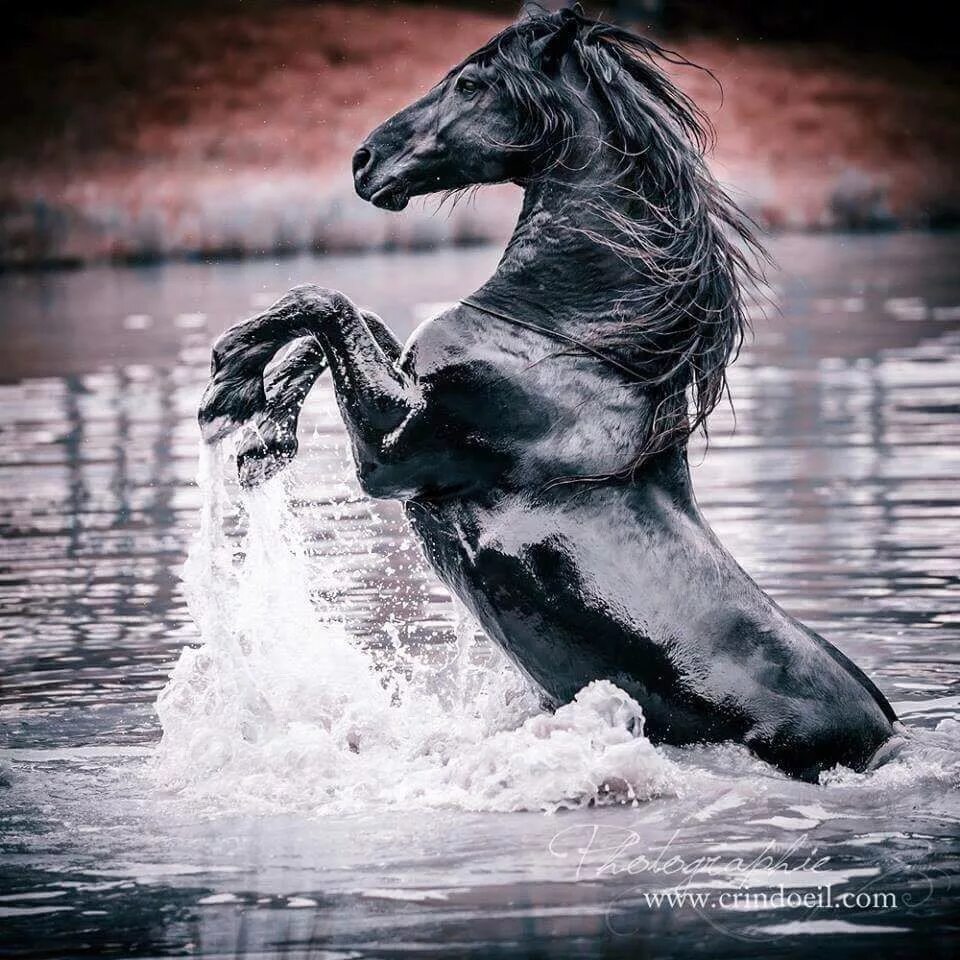 Водяная лошадь это. Конь из воды. Черный конь. Лошади в воде. Черный конь у воды.