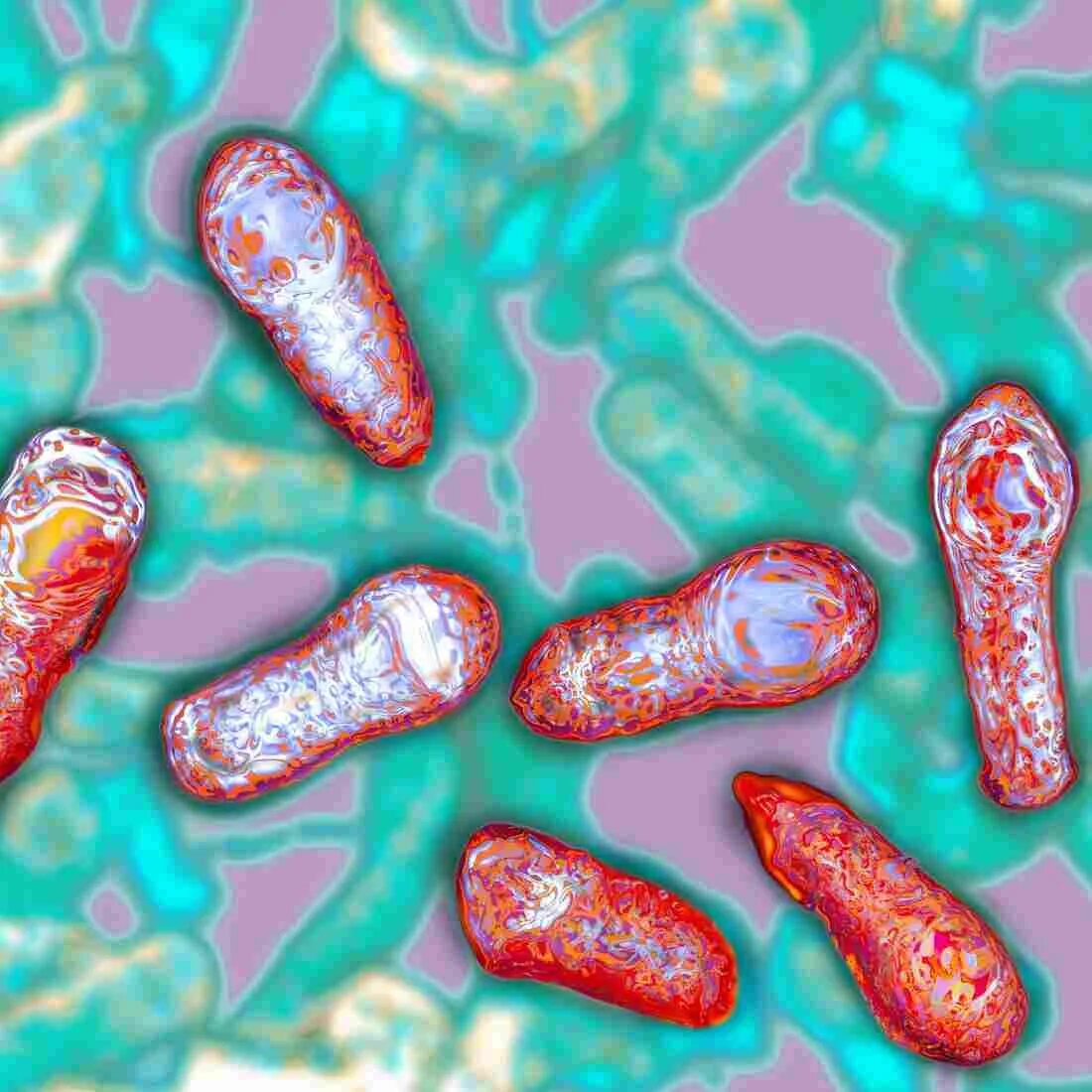 Заболевание ботулизм. Клостридия ботулизма. клостридии ботулинум. clostridium botulinum профилактика. профилактика ботулизма микробиология.