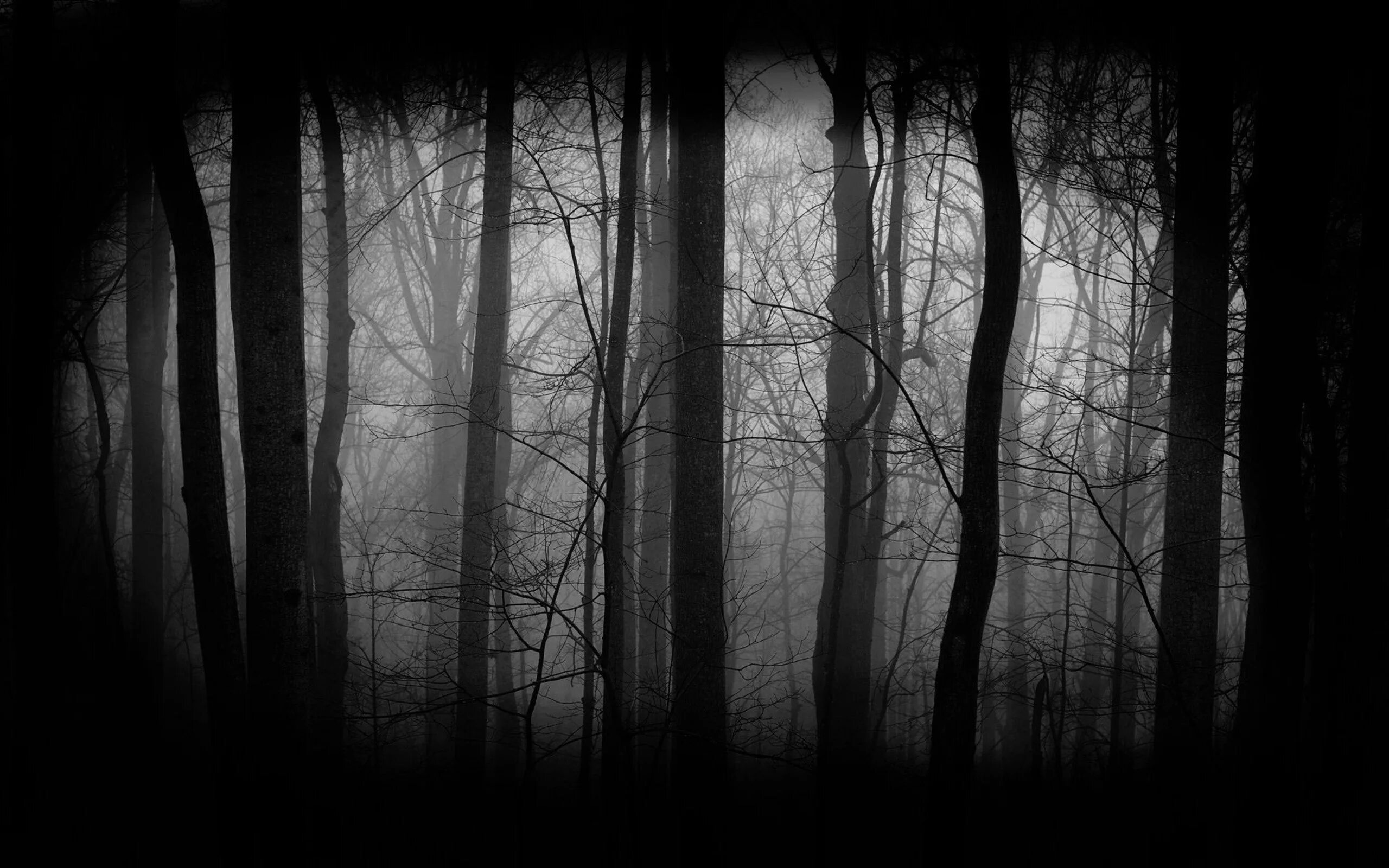 Темный лес. Мрачный лес. Лес темный страшный. Мрачный фон.