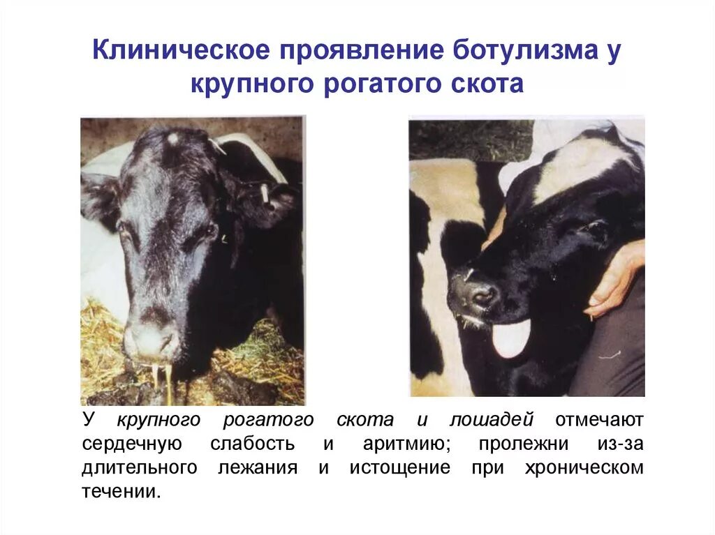 Ботулизм у собак. Ботулизм крупного рогатого скота. эпизоотология ветеринария болезни. профилактика заболеваний крс.