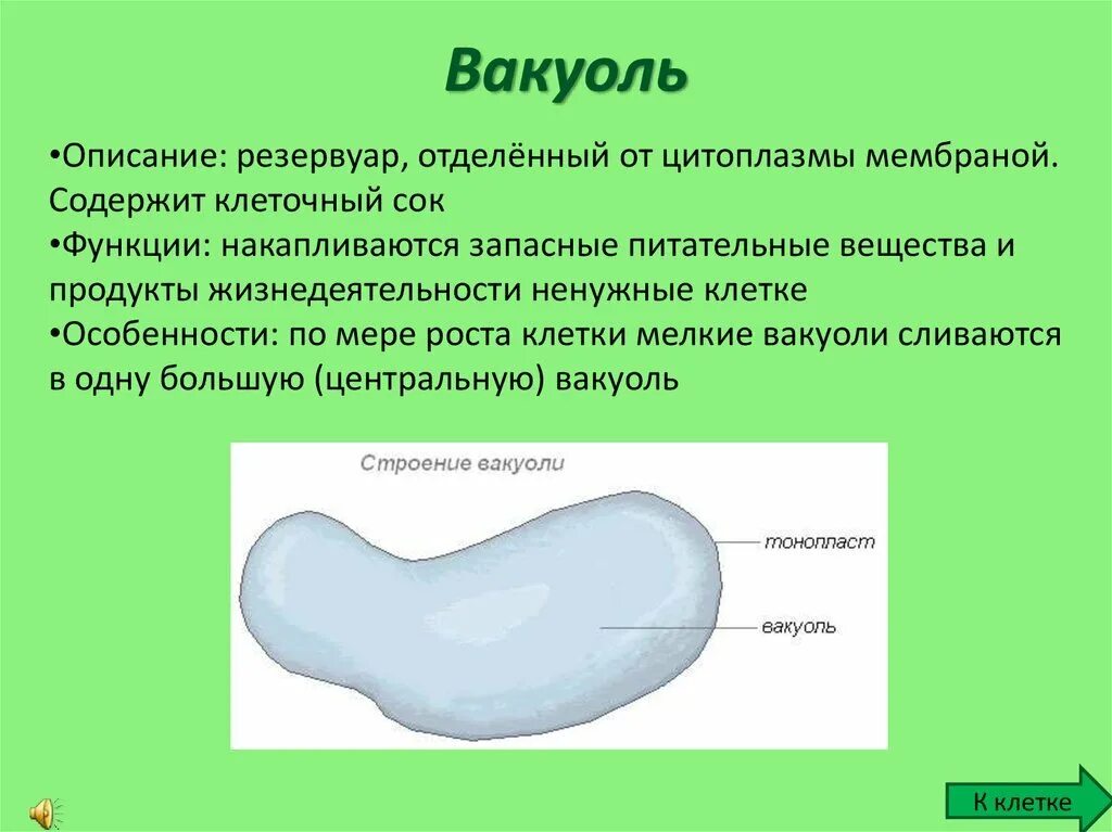 В каких клетках содержится вакуоль. Вакуоль строение и функции. вакуоль строение 5 класс биология. структура и функции вакуоли. вакуоли строение и функции 10 класс.