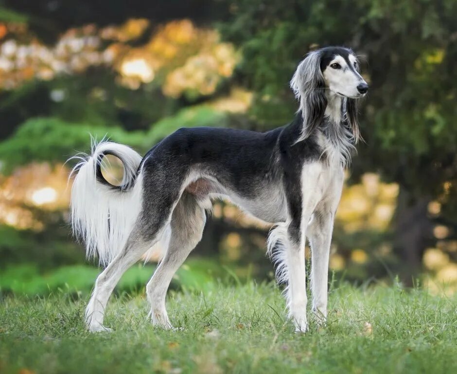 Стильная собака. Элегантные собаки. Борзая собака салюки. Белый пудель. Афганская борзая щенок.