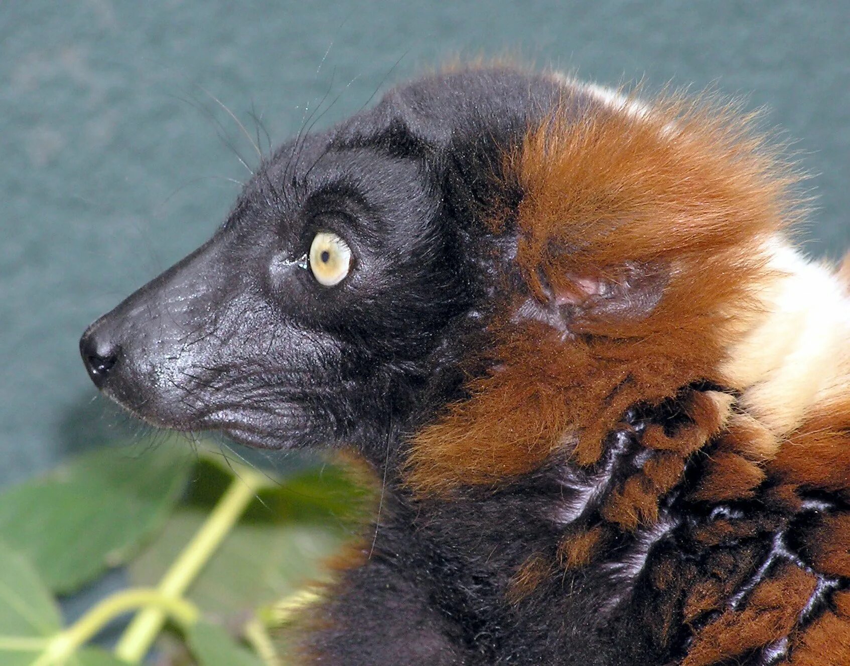 Ruffed Lemur. Ред Руффер лемур. Зверек с черной мордочкой. Животные с черной шерстью.