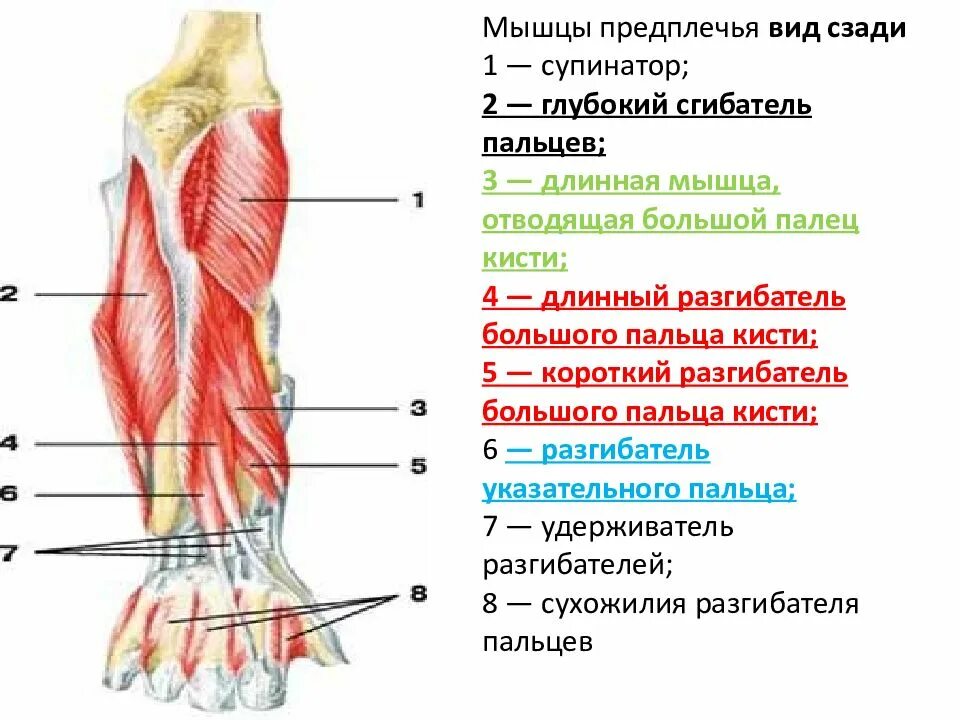Стороны предплечья. Мышцы предплечья вид спереди и сзади. Длинный сгибатель большого пальца кисти мышца. Глубокий сгибатель пальцев кисти мышца. Мышцы предплечья правого вид сбоку.