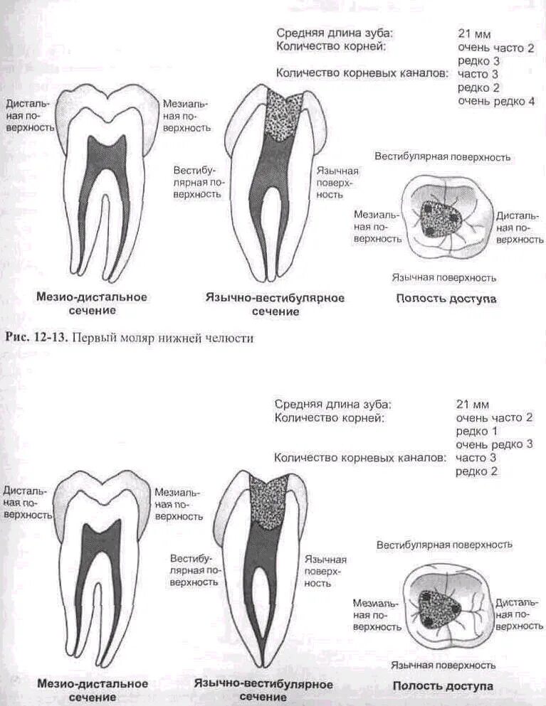 Зуб 1 8. Анатомия корневых каналов моляров верхней челюсти. 1 Моляр нижней челюсти анатомия корневых каналов. Первый моляр нижней челюсти корни. Название корневых каналов моляров нижней челюсти.