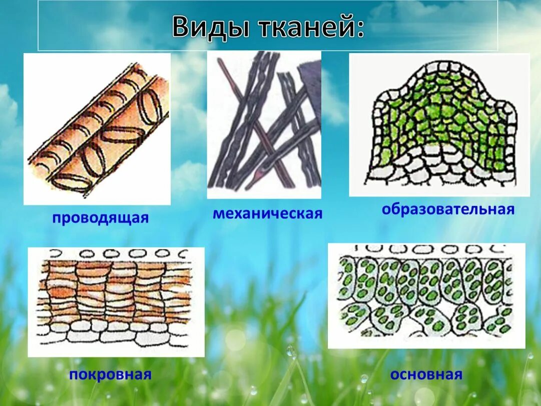 Ткани растений 6 видов. 6 Класс биология образовательная ткань покровная Проводящая. Растительная ткань основная покровная механическая. Ткани растений образовательная основная покровная. Образовательная основная покровная Проводящая механическая ткань.