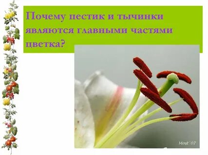 Какую роль выполняют пестики и тычинки