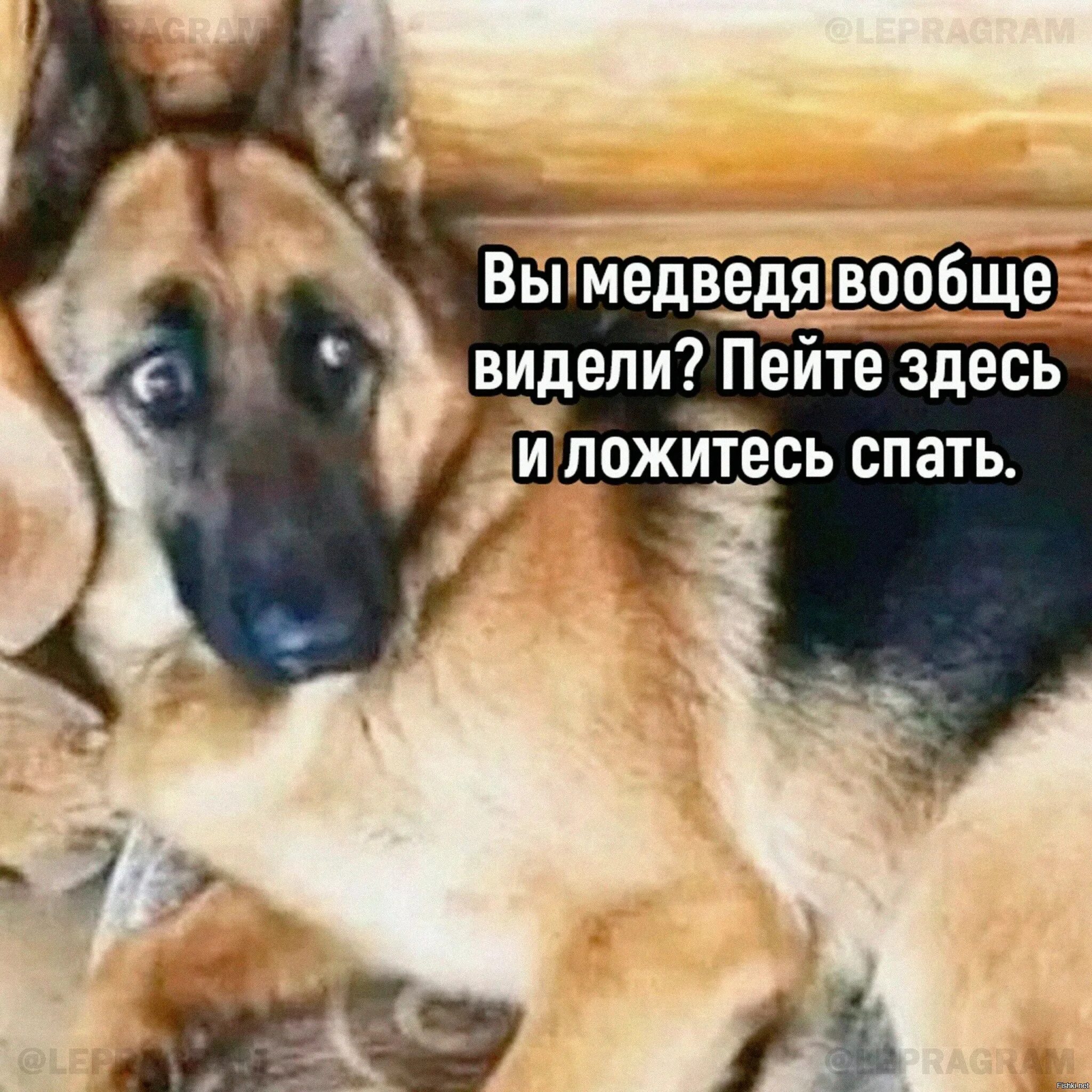 Вижу пьешь. Вы медведя видели пейте здесь и ложитесь спать. Пейте здесь и ложитесь. Вот такая фигня собачка. Мем вот такая фигня собачка.