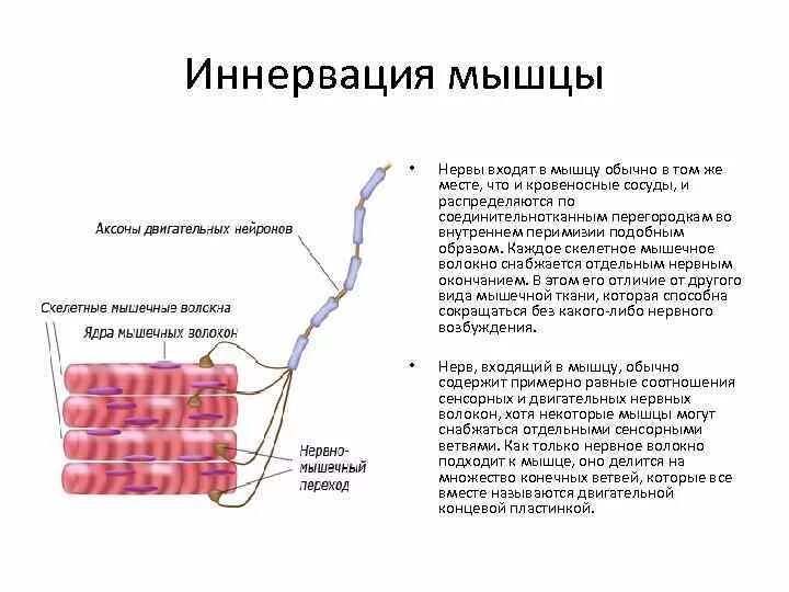 Общее свойство нервной и мышечной ткани. Мышечные волокна скелетных мышц иннервируются. Типы мышечных волокон и их иннервация. Иннервация мышечной ткани гистология. Механизм иннервации мышечных волокон.