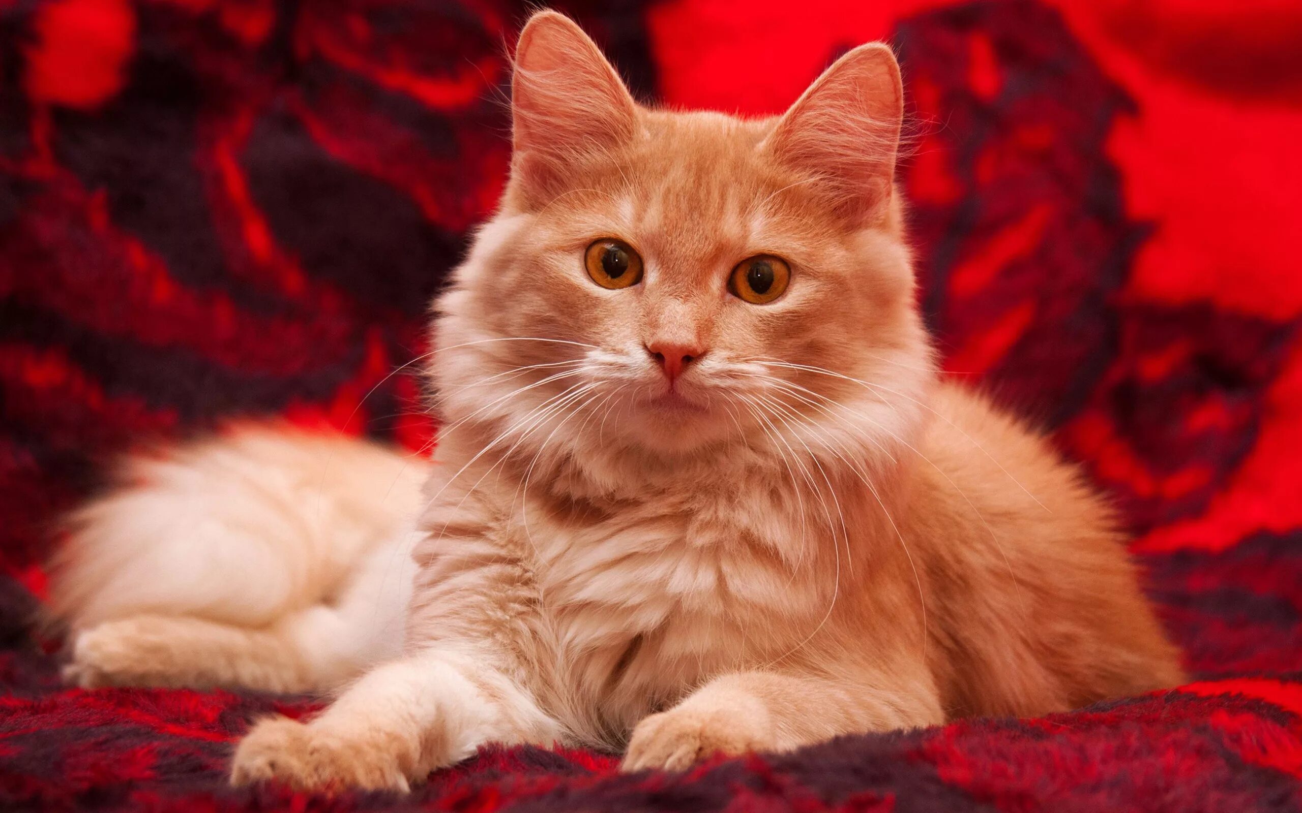 Покажи red cat. Сибирская кошка палевая. Мейн кун рыжий. Сибирский Мейн кун. Сибирская кошка красная.