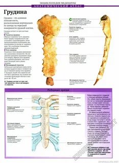 Грудина рецепты