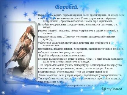 Сочинение воробей