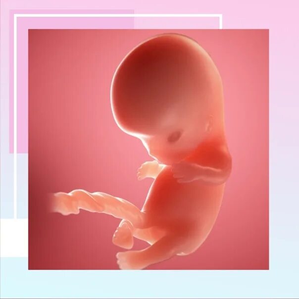 Как выглядит ребенок в 9 недель. 9 Недель беременности фото ребенка в животе. Как выглядит ребенок в животике на 9 неделе. 9 неделя б