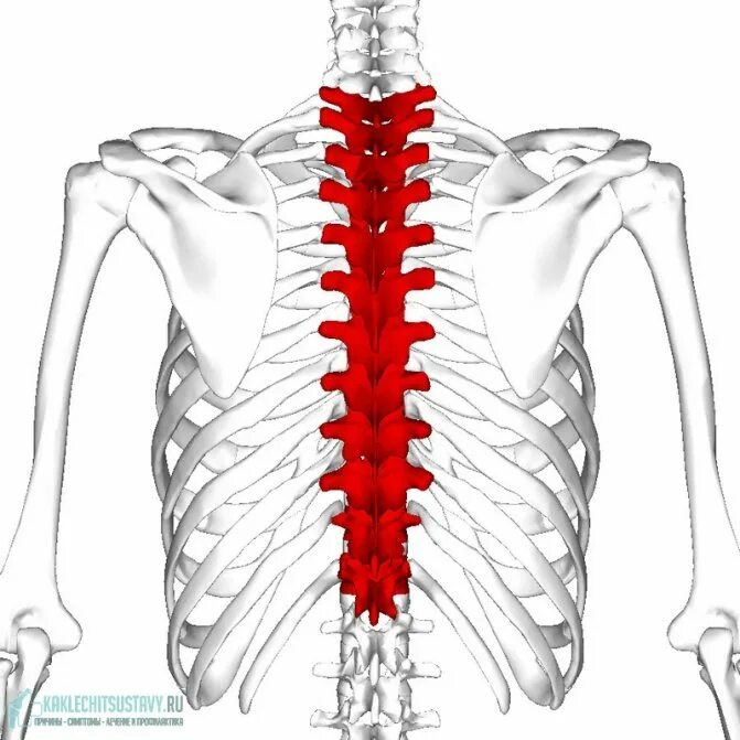 Позвонок грудного отдела анатомия. Грудной отдел позвоночника (12 позвонков) (vertebrae Thoracales). Анатомия позвонка грудного отдела позвоночника. Анатомия грудного отделаповонок.