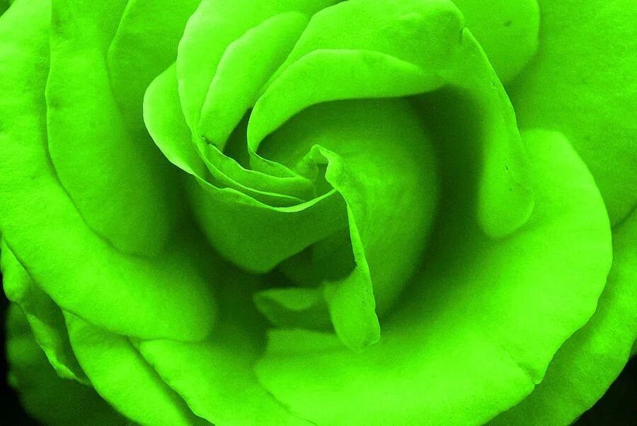 Выделены зеленым цветом. Лаймовые розы. Розы цвета лайм. Салатово зеленые розы. Цвет зеленый лайм.