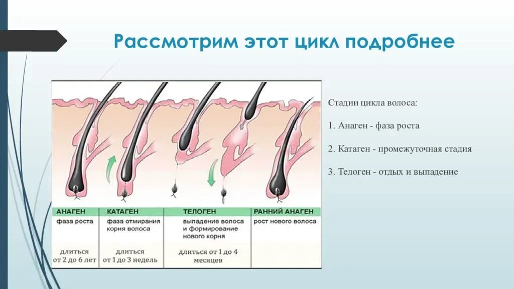 Почему медленно растут волосы на голове. Анаген катаген телоген. Строение волоса и фазы роста. Рост волос анаген катаген. Стадии роста волоса анаген катаген телоген.