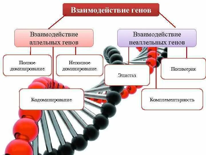 Взаимодействие аллельных генов схема. Взаимодействие аллельных и неаллельных генов. Виды взаимодействия аллельных генов примеры. Схема типы взаимодействия аллельных генов.