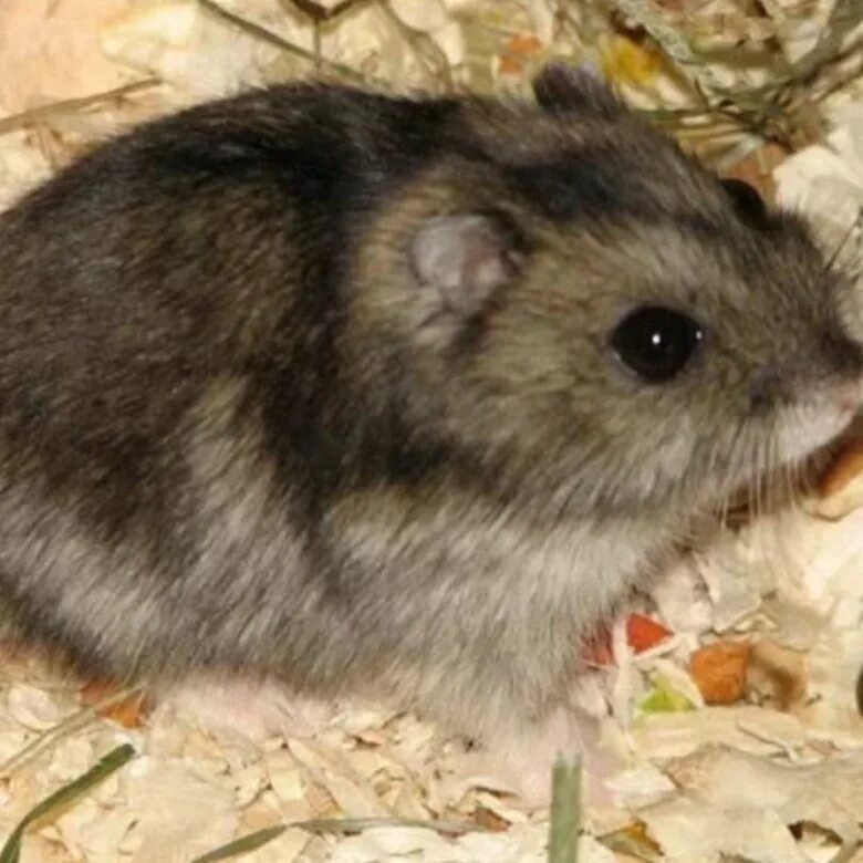 Рыжий хомяк. Милые хомяки. Хомяк 4 07. Дикий лесной хомяк карбыш. Хомяк 4 07.