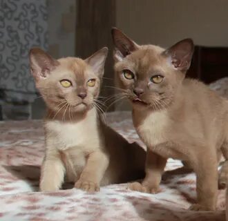 Котята бурма кемерово