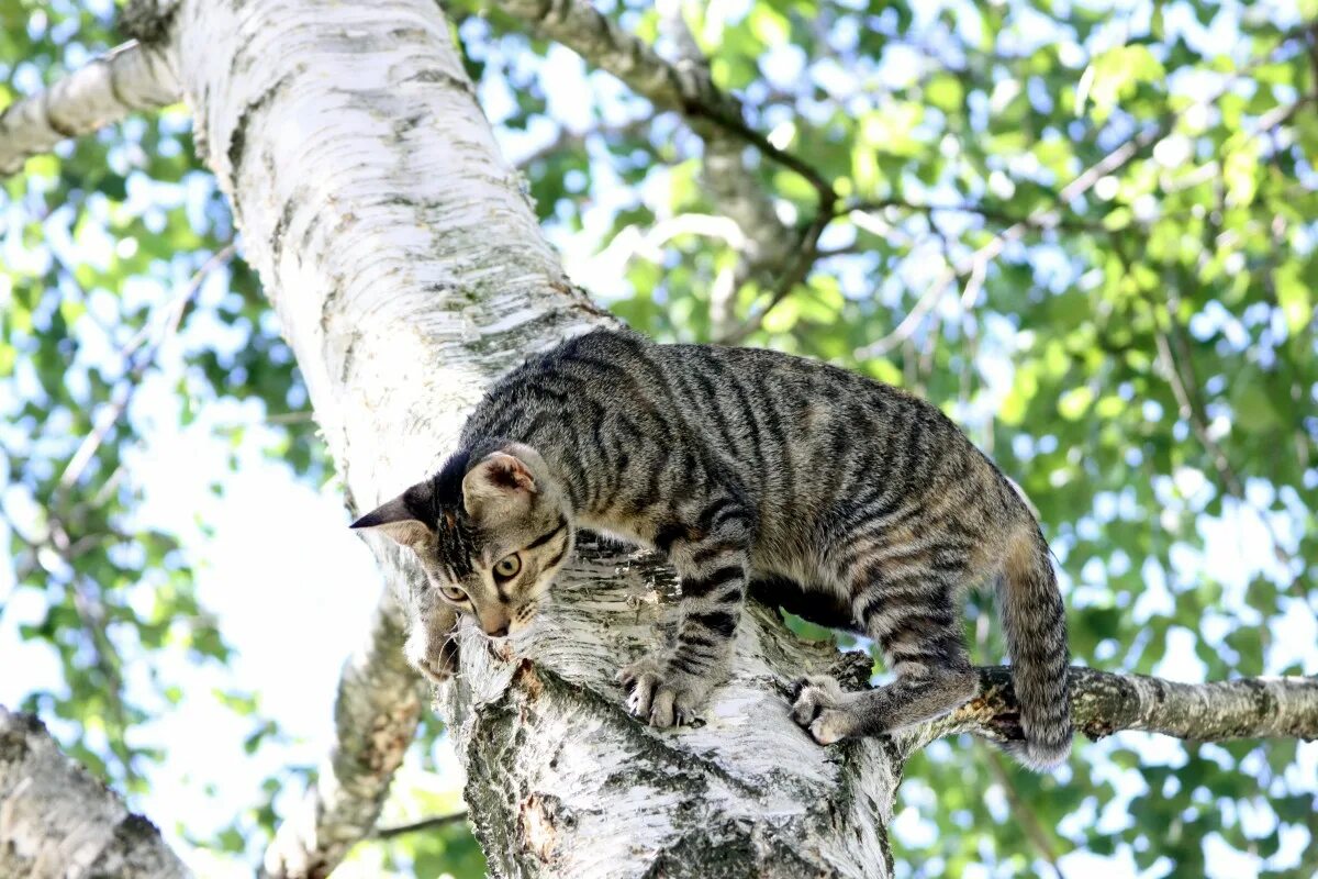 Кот живущий на дереве. Кот на дереве. котенок на дереве. кошки лазают по деревьям. коты на деревьях.