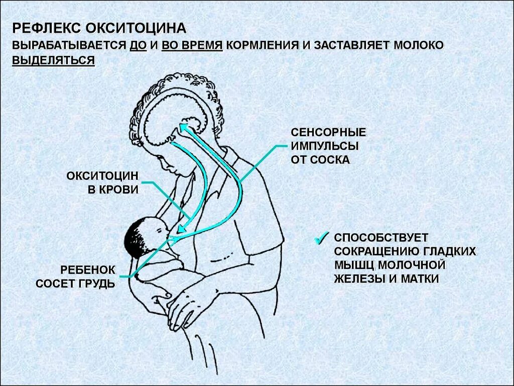 Выработка окситоцина. Периоды грудного вскармливания. Выделение окситоцина. Рефлекс окситоцина. Процесс грудного вскармливания.