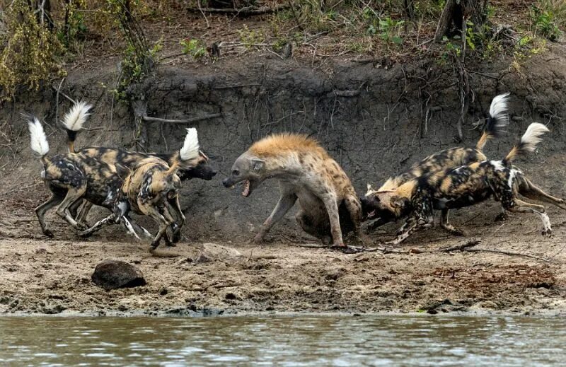 загнанный зверь 21 глава