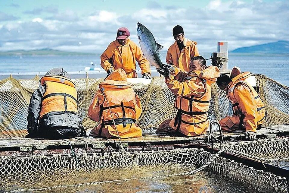 Морской промысел это. Промысел дальнего Востока. Рыболовство на Дальнем востоке. Рыбы дальнего Востока. Рыбный промысел.