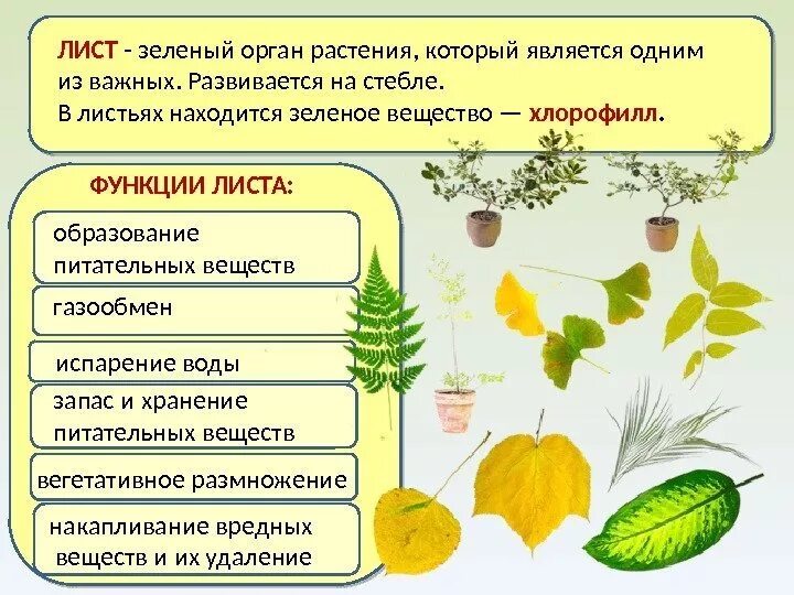 Функции листьев в организме растений