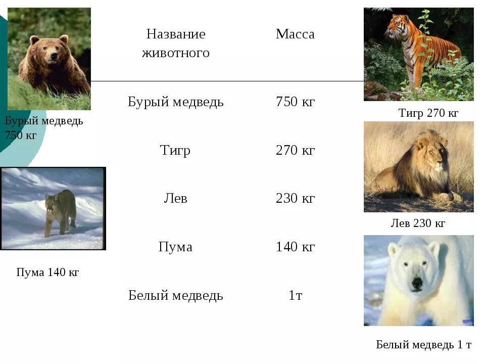 Вес животных таблица. Продолжительность жизни бурого медведя. Вес разных животных. Сколько весят животные.