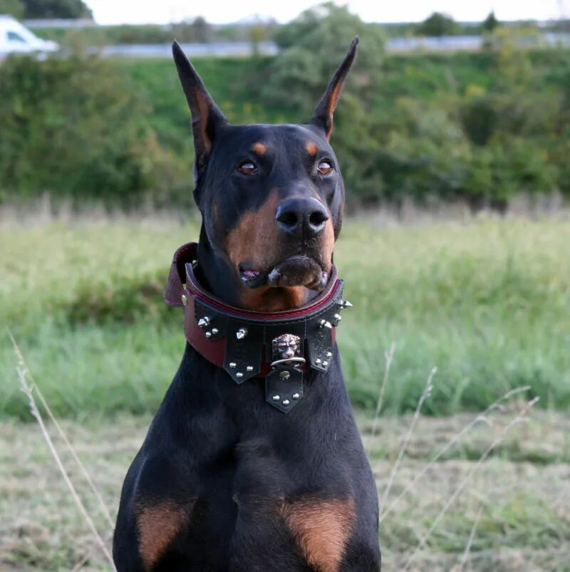 Имя для добермана мальчика. Доберман черкассы. Кличка для добермана девочки. Доберман мальчик. Собака доберман мальчик.