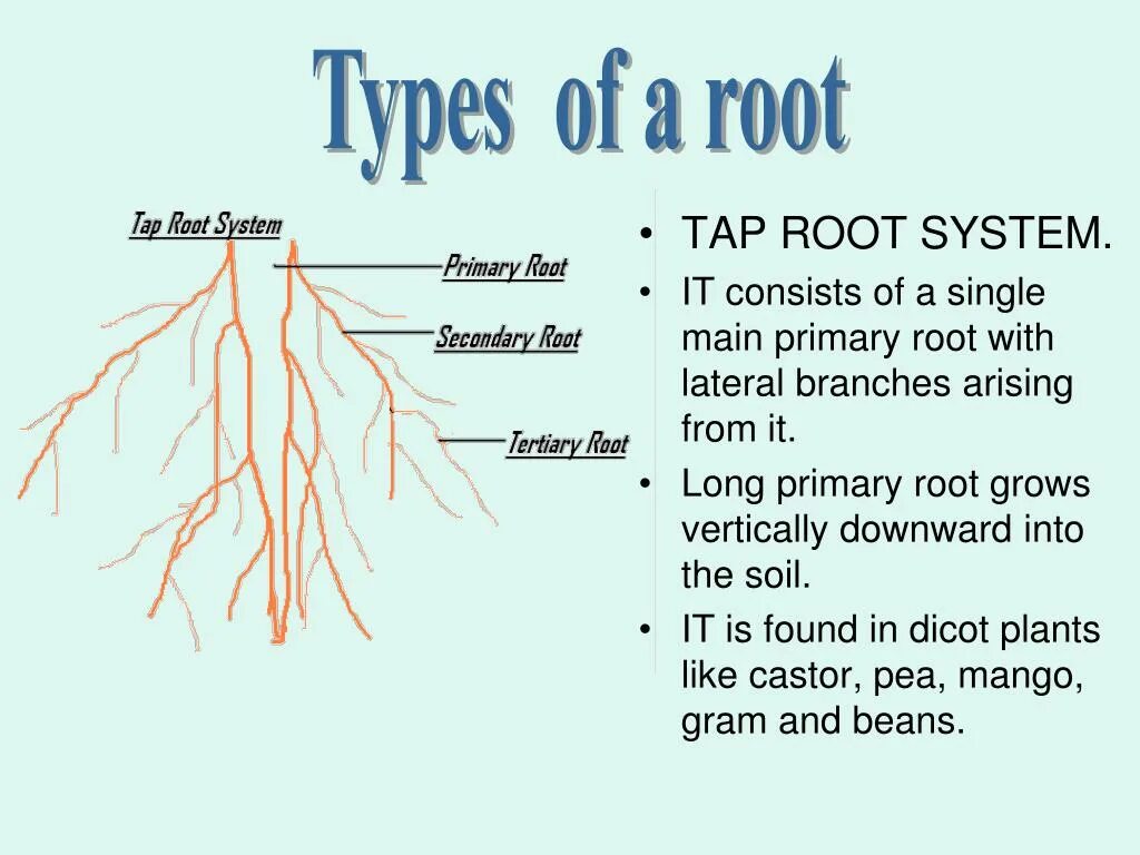 Types of roots. Root System Types. Plant root System. Root structure.