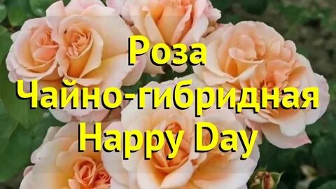 O happy
