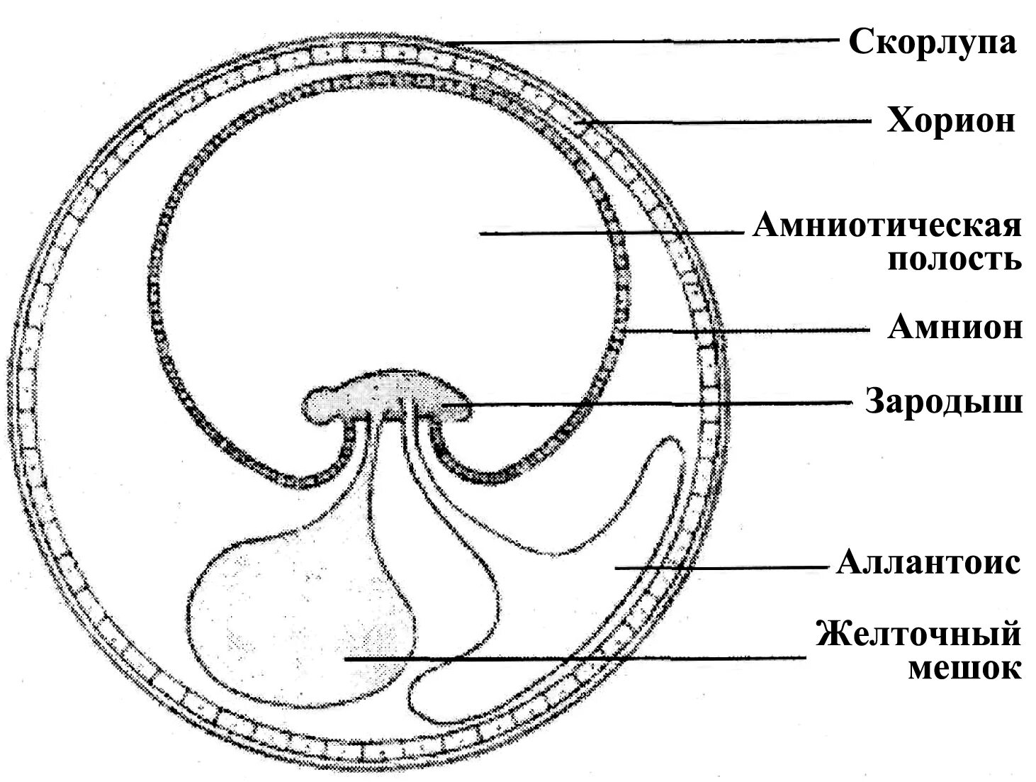 Амниотическое яйцо пресмыкающихся. Оболочки зародыша хорион и амнион. Оболочки зародыша амнион человека. Зародышевые оболочки хорион. Строение зародыша хорион амнион.