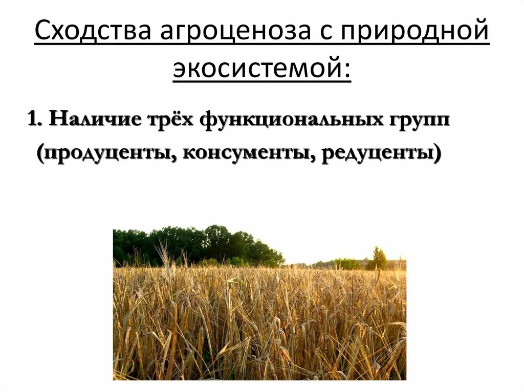 Растения агроценоза. Агроценоз и биоценоз. Экосистема пшеничного поля. Агроценоз примеры. Что такое экосистема агроценоз.