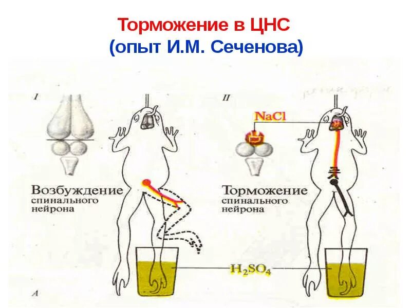 Торможение рефлексов опыт Сеченова. Опыт Сеченова торможение в ЦНС схема. Центральное торможение Сеченова схема. Торможение рефлексов опыт и.м Сеченова.