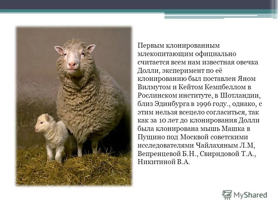 Первое клонированное млекопитающее