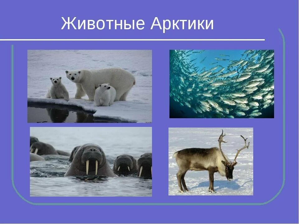 Животные арктики для 4 класса окружающий мир. Название животных арктики. урок арктики. кто обитает в арктике. животные арктики для 4 класса.