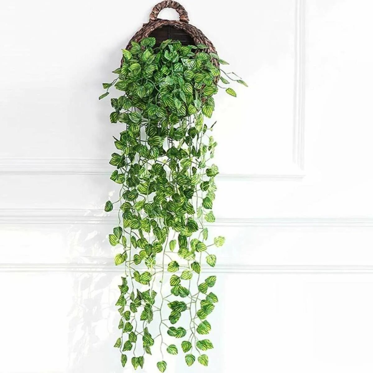 Decorative String of Pearls Plant Hanging plants indoor, Hanging plants, Plant d