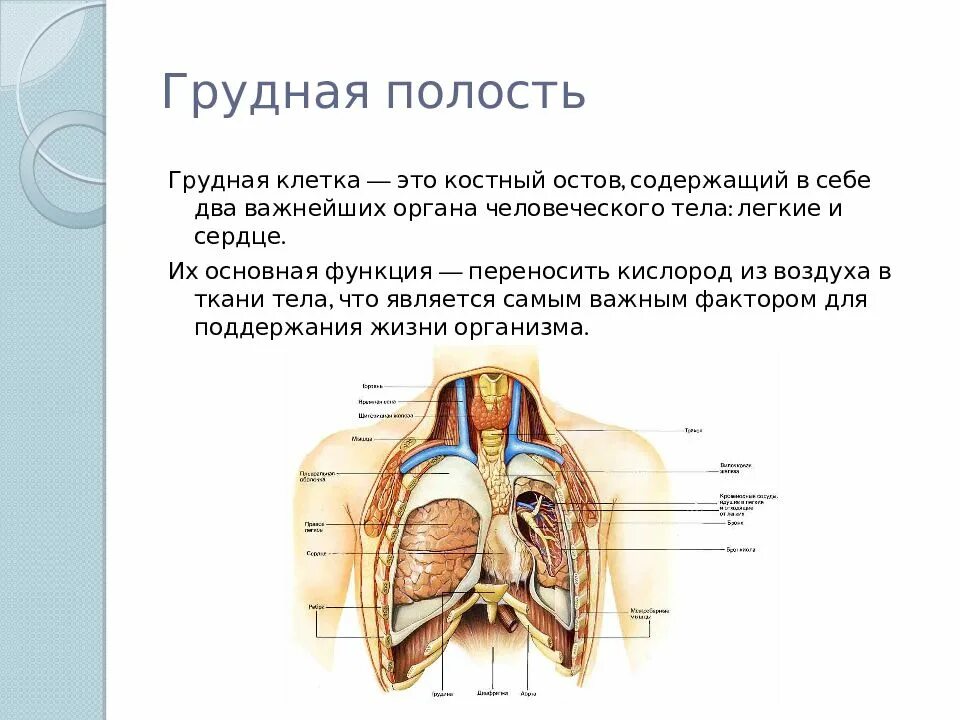 Грудная полость тела человека. Органы грудной полости анатомия. Брюшная и грудная полость тела