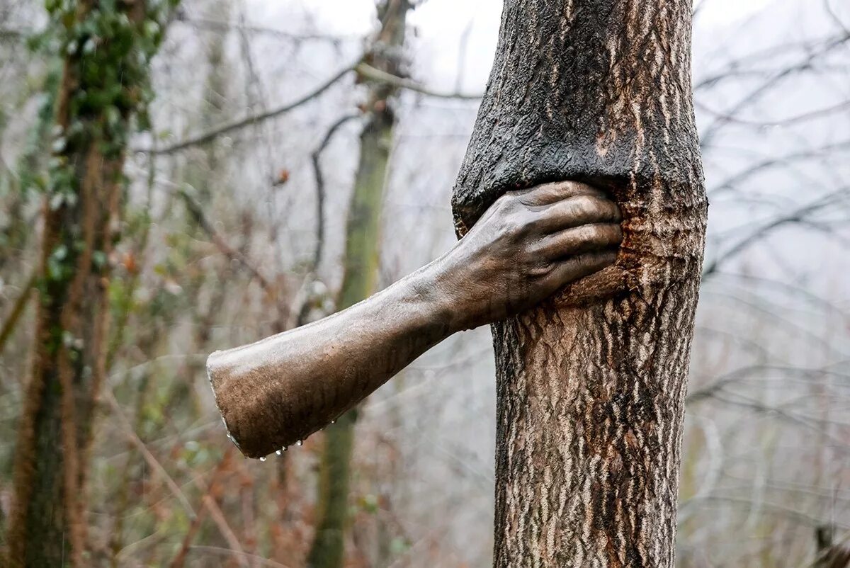 По стволу дерева можно. Джузеппе Пеноне дерево. Джозепе Пенноне рука в дереве. Ствол дерева.