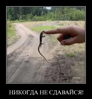 Не знаю или не сдаю