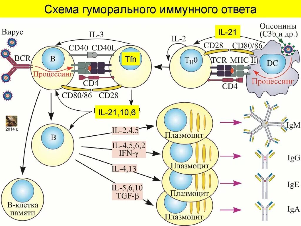 Клеточные иммунные реакции. Схема гуморального иммунного ответа иммунология. Схема иммунного ответа гуморального типа. Клеточный и гуморальный иммунитет схема. Схема гуморального адаптивного иммунного ответа.