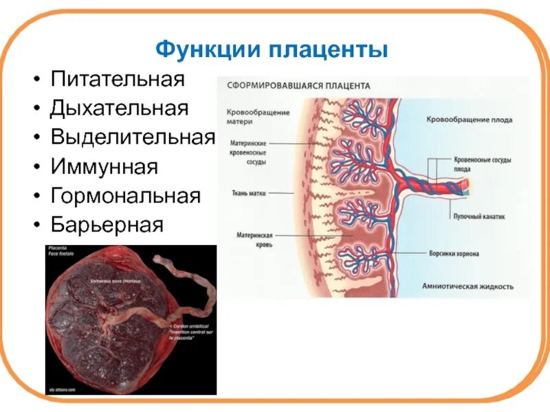 Что такое плацента и какова ее функция. Секреторная функция плаценты. Выделительная функция плаценты. Барьерная функция плаценты. Питательная функция плаценты.