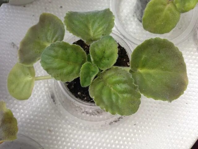 фиалка с желтыми листьями. фиалка коричневеют листья. что такое хлороз у сенполии. фиалка листочки желтеют. потемнение листа фиалки.