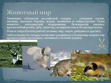 Тундра короткая