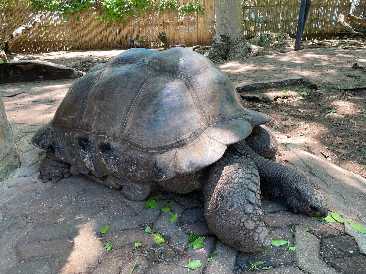 Сейшельские черепахи. Остров черепах Занзибар. Zanzibar остров ПРИЗОН. Остров ПРИЗОН черепахи.