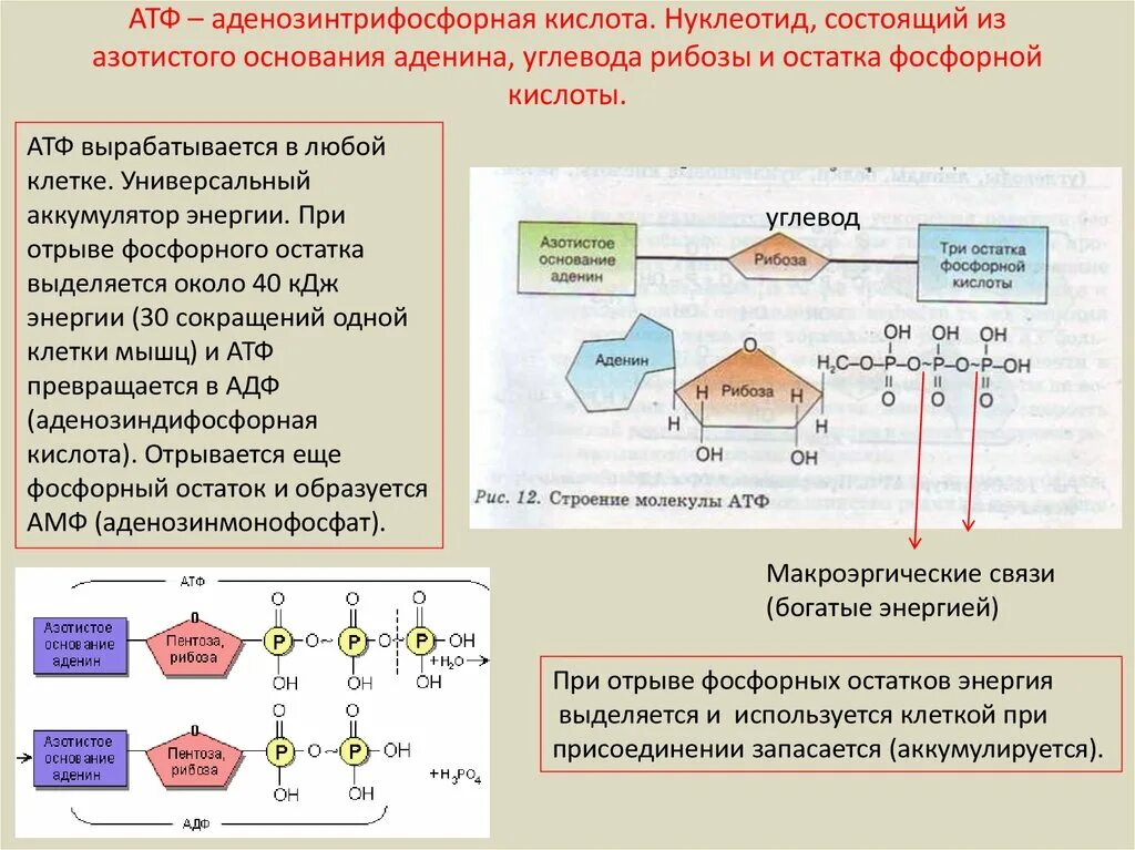 Остаток фосфорной кислоты АТФ. Строение молекулы АТФ азотистое основание. Рибоща отстаитоа азотистого основания.